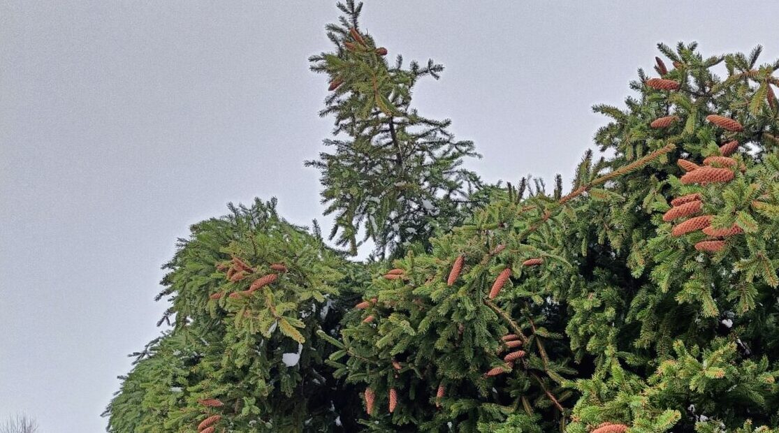 В Новозыбкове ищут продавцов новогодних елок