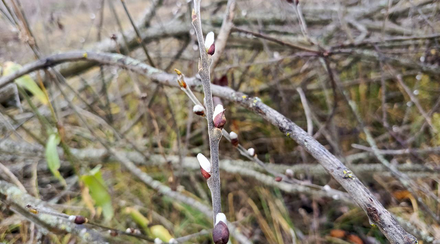 Природа Новозыбковского городского округа удивляет