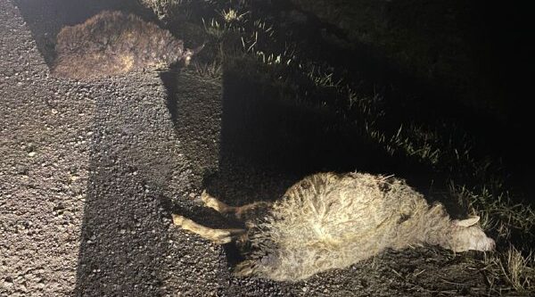 Под Новозыбковом водитель иномарки сбил насмерть четырех баранов