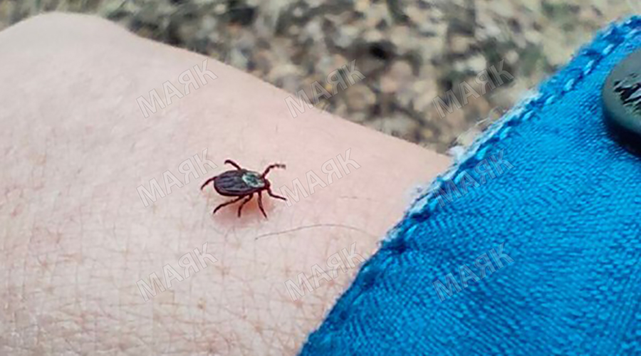 Роспотребнадзор напоминает новозыбковцам о профилактике клещевого энцефалита