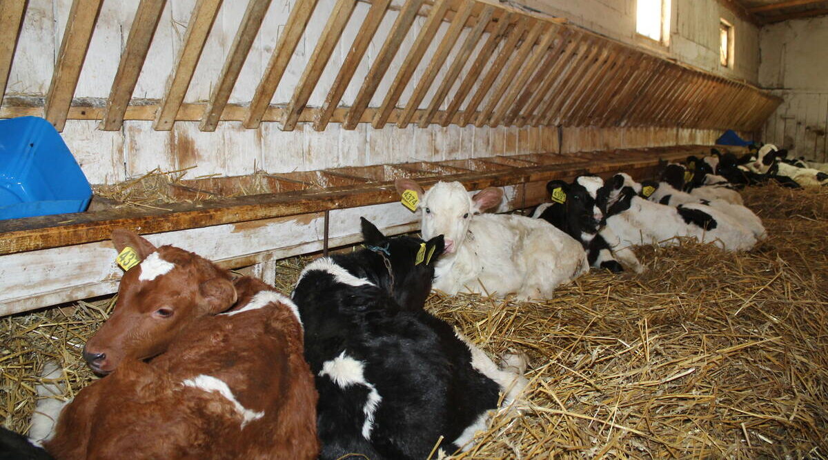 В Брасовском районе Брянщины зимовка скота проходит в штатном режиме