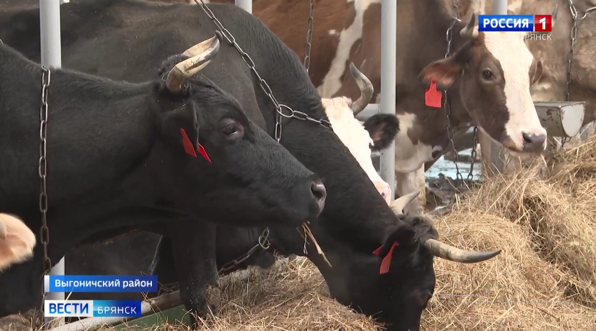 Животноводы Брянщины справляются с вызовами зимнего периода