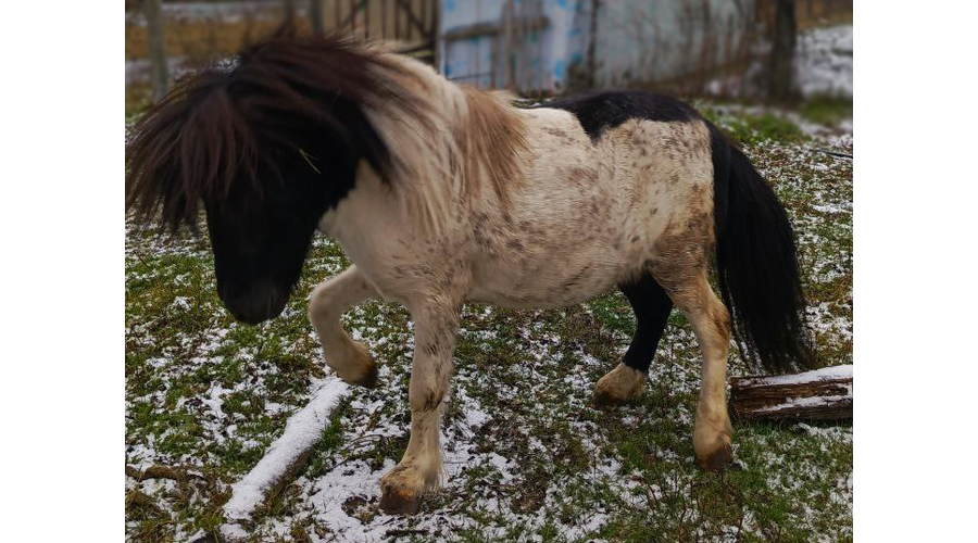 Юная новозыбчанка получила на день рождения двух шотландских пони