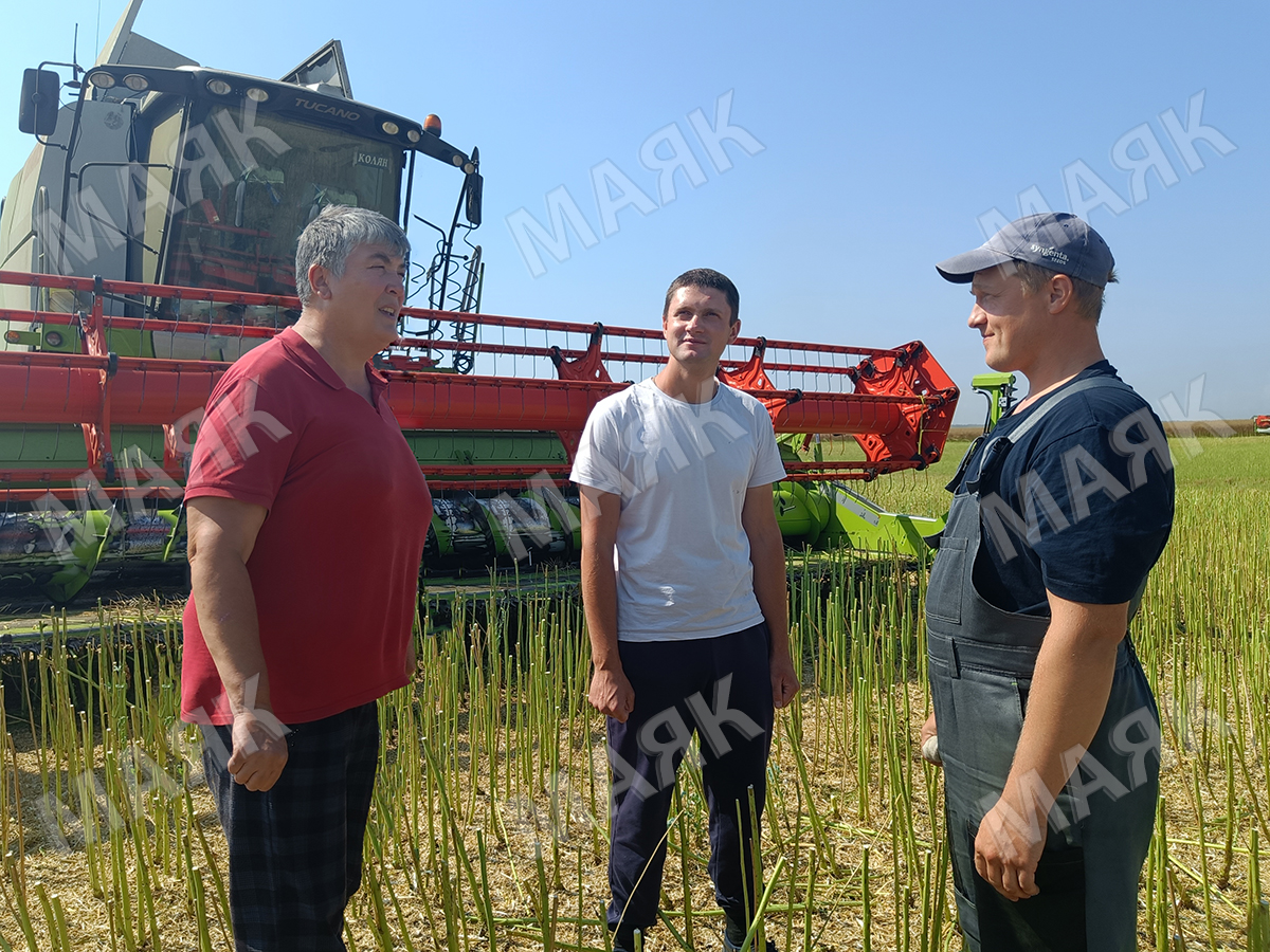 В Новозыбковском городском округе убирают рапс