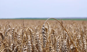 Развитие агропромышленного комплекса Брянской области в период продовольственного эмбарго