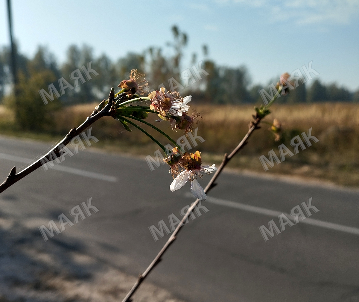 Ласкового мая привет получают новозыбковцы