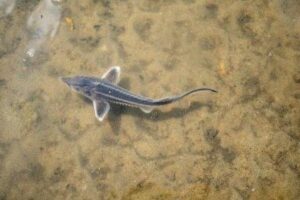 В реку Десну выпустили мальков ценной породы рыбы