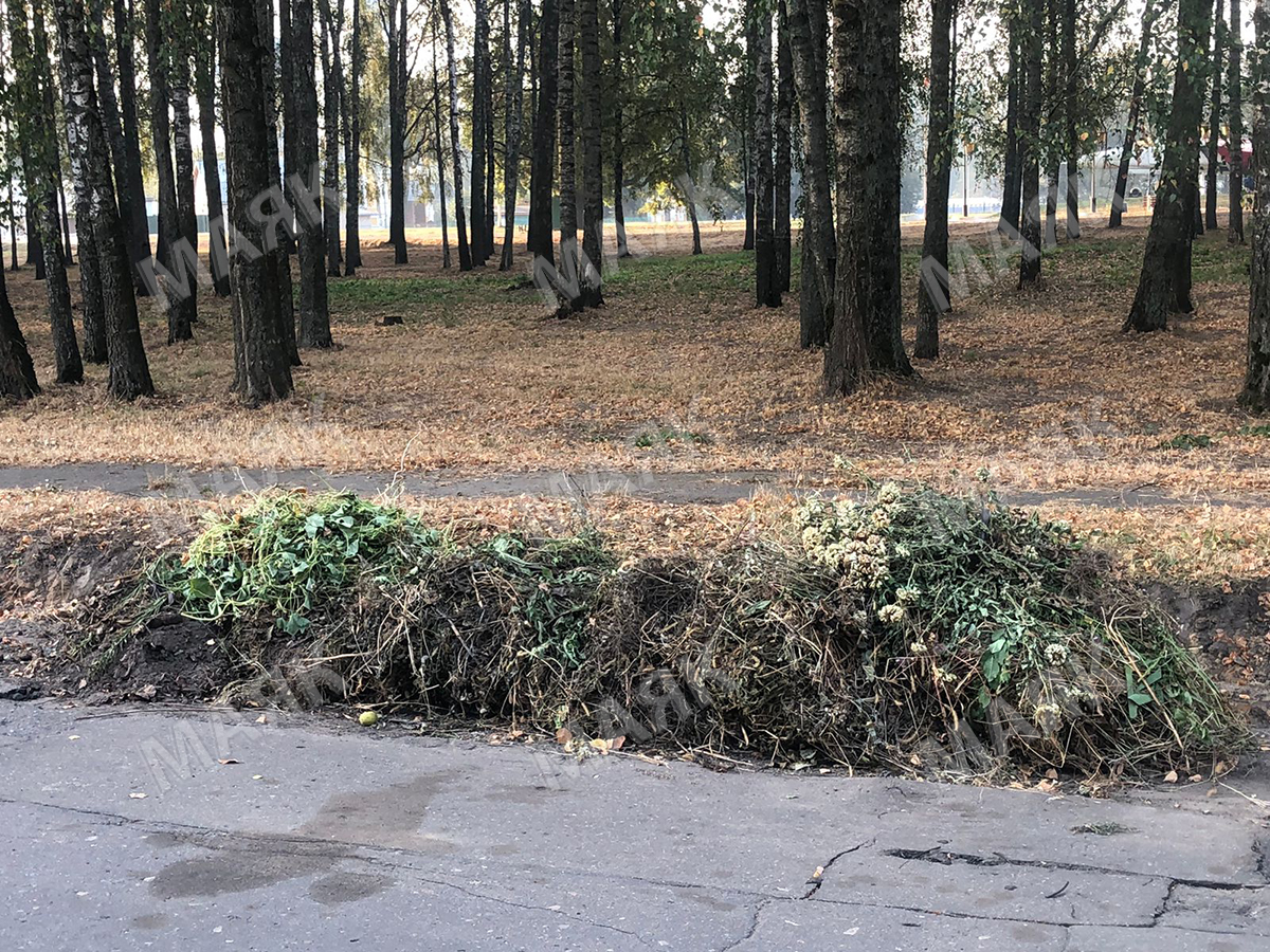 В Новозыбкове вновь появилась «нетленная» гора мусора