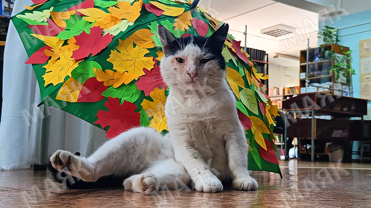 Дворовый хулиган Евлампий — завсегдатай новозыбковской Центральной библиотеки имени князя Н. Д. Долгорукова