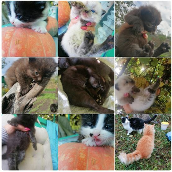 «Каждому нужен дом»: маленькие новозыбковские «пушистики» ищут добрых хозяев