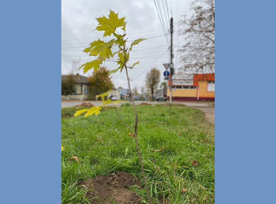 На улицах Новозыбкова высадили деревья