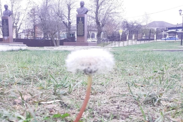 Чудо природы сфотографировала жительница Новозыбкова