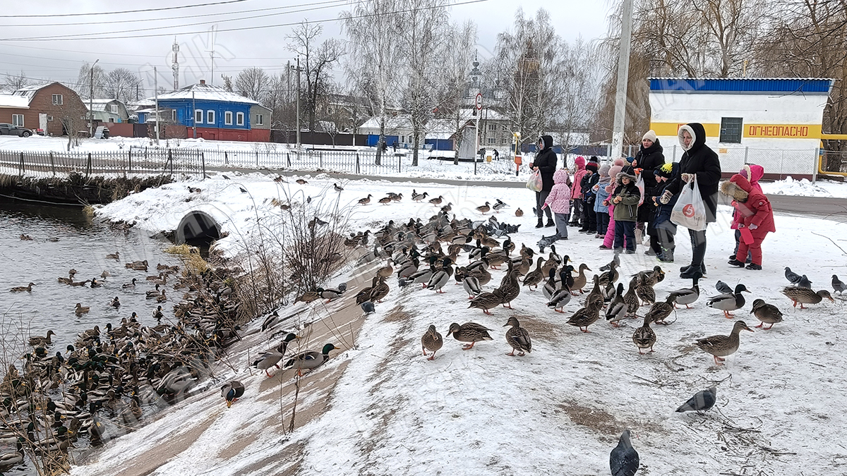 Воспитанники детского сада помогают городским уткам не погибнуть зимой