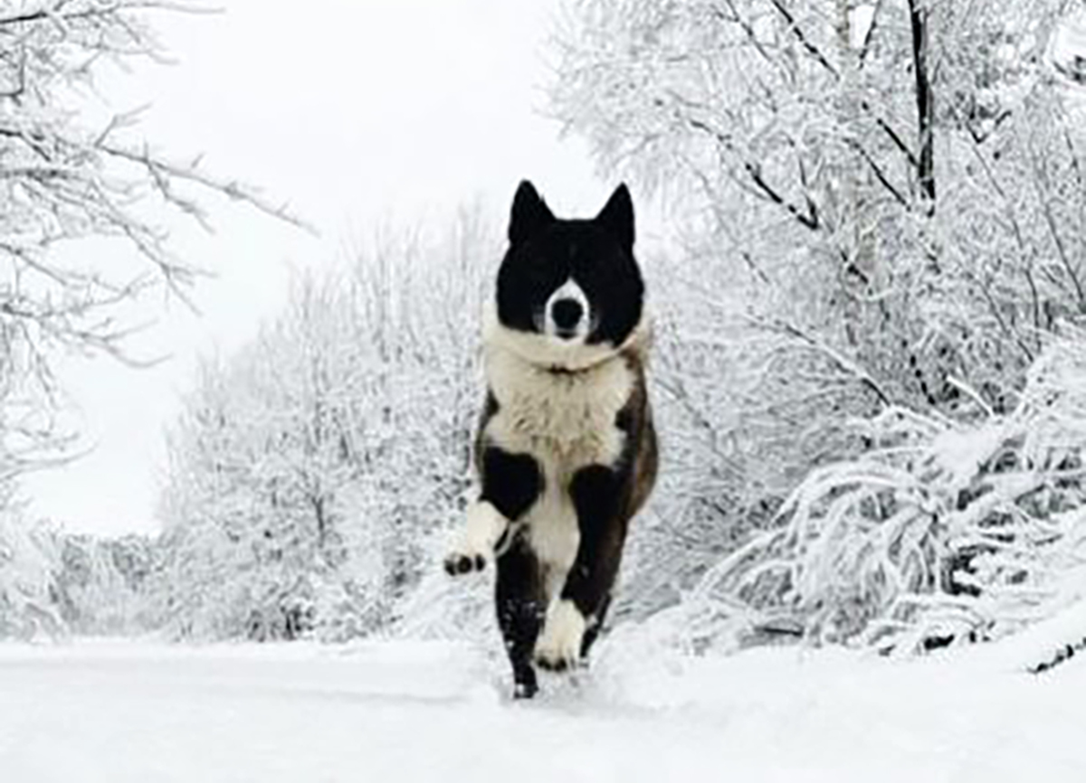 Жители Новозыбковского округа обеспокоены увеличением количества бездомных животных