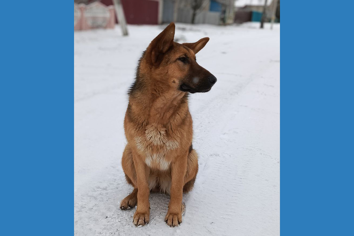 Новозыбковская райветстанция рассказывает о новых правилах отпуска по рецептам лекарств для животных