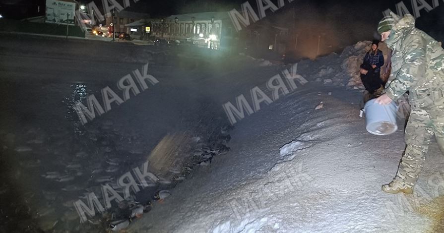 Новозыбковцы обеспокоены судьбой городских уток в холода