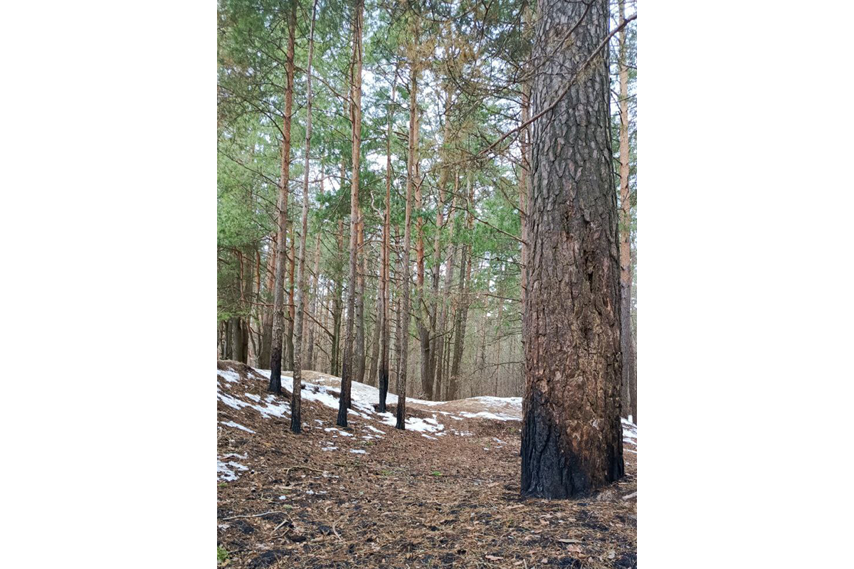 Новозыбковские дошколята отметили Международный день леса