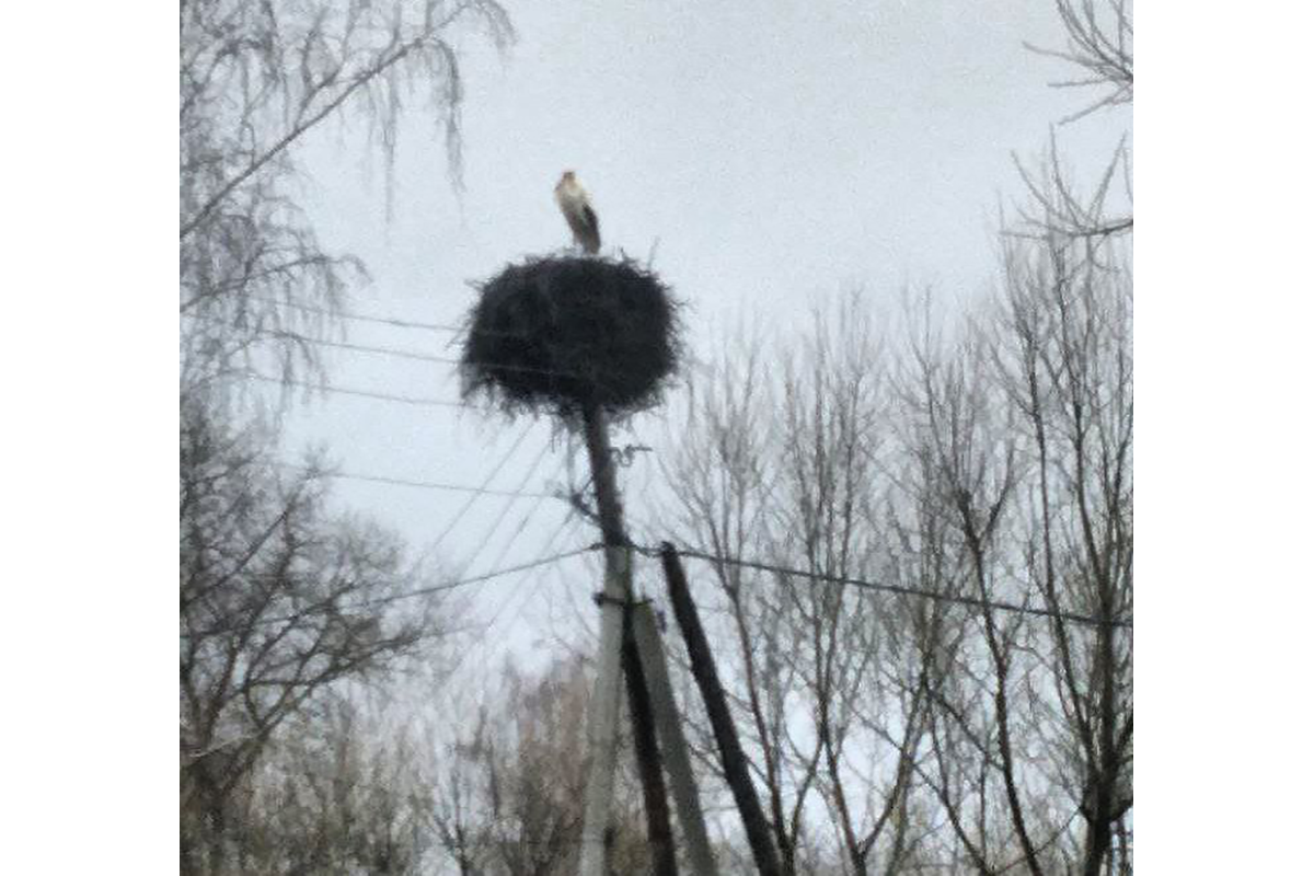 В Новозыбковском округе заметили аистов