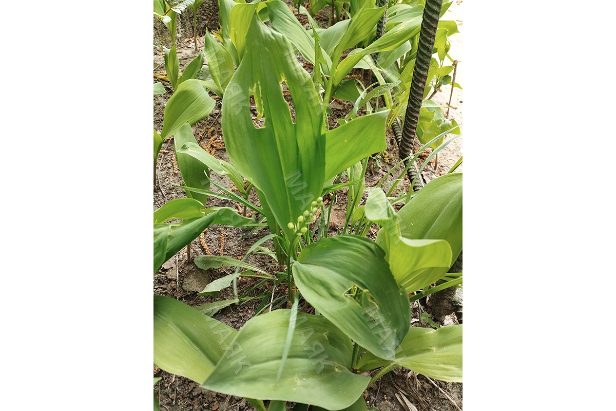 Ландыши в Новозыбкове распускаются раньше времени