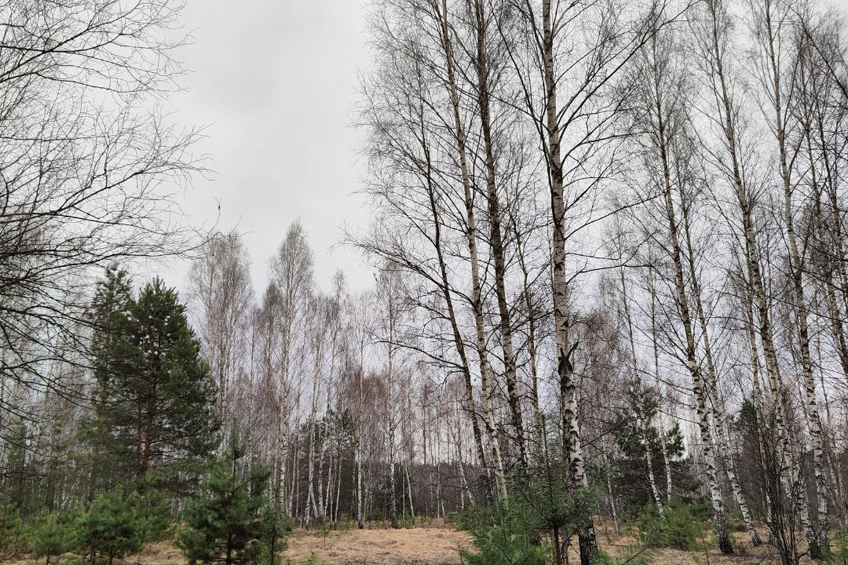 В Новозыбковских лесах начался период сбора березового сока