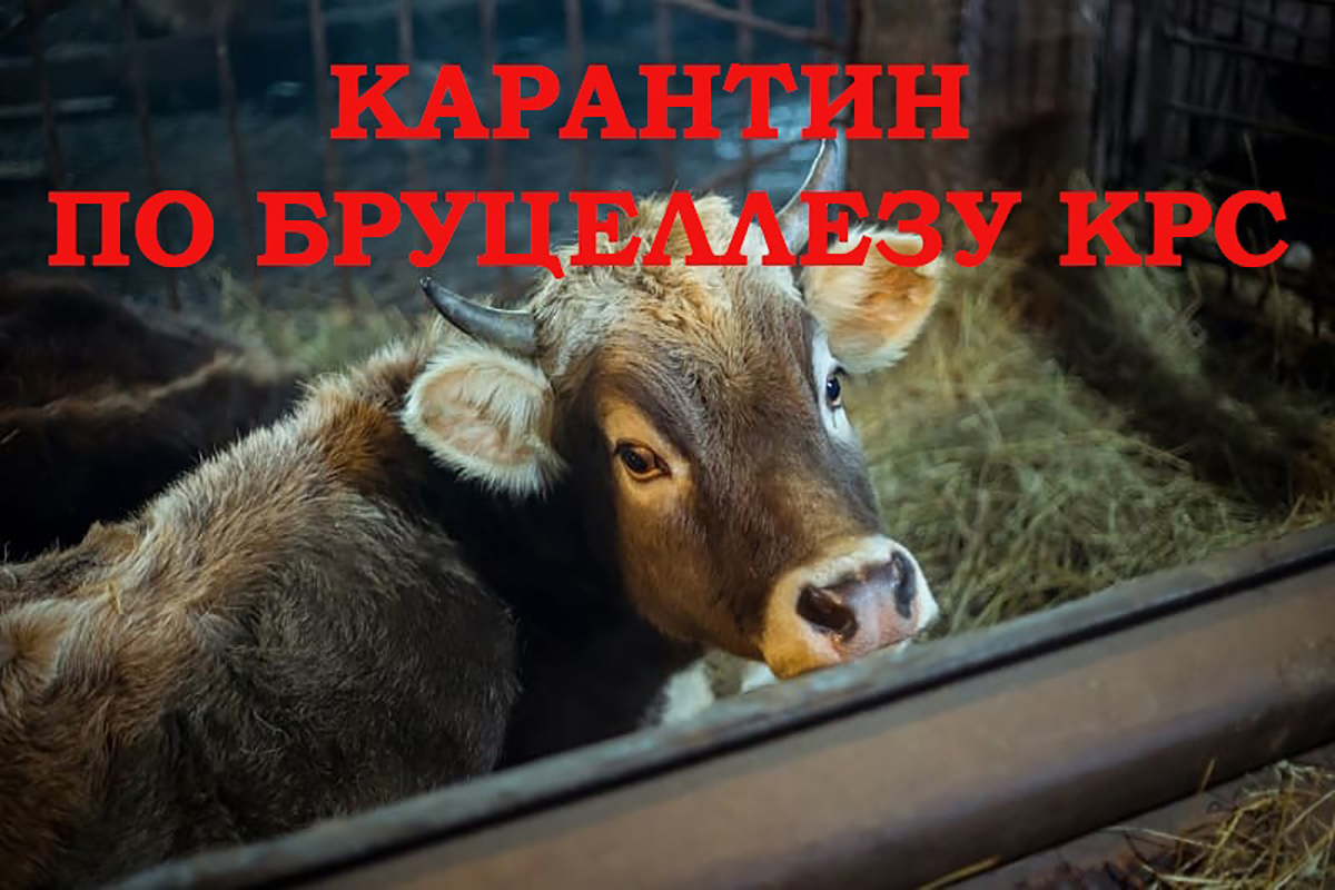 В Новозыбковском округе выявили бруцеллез