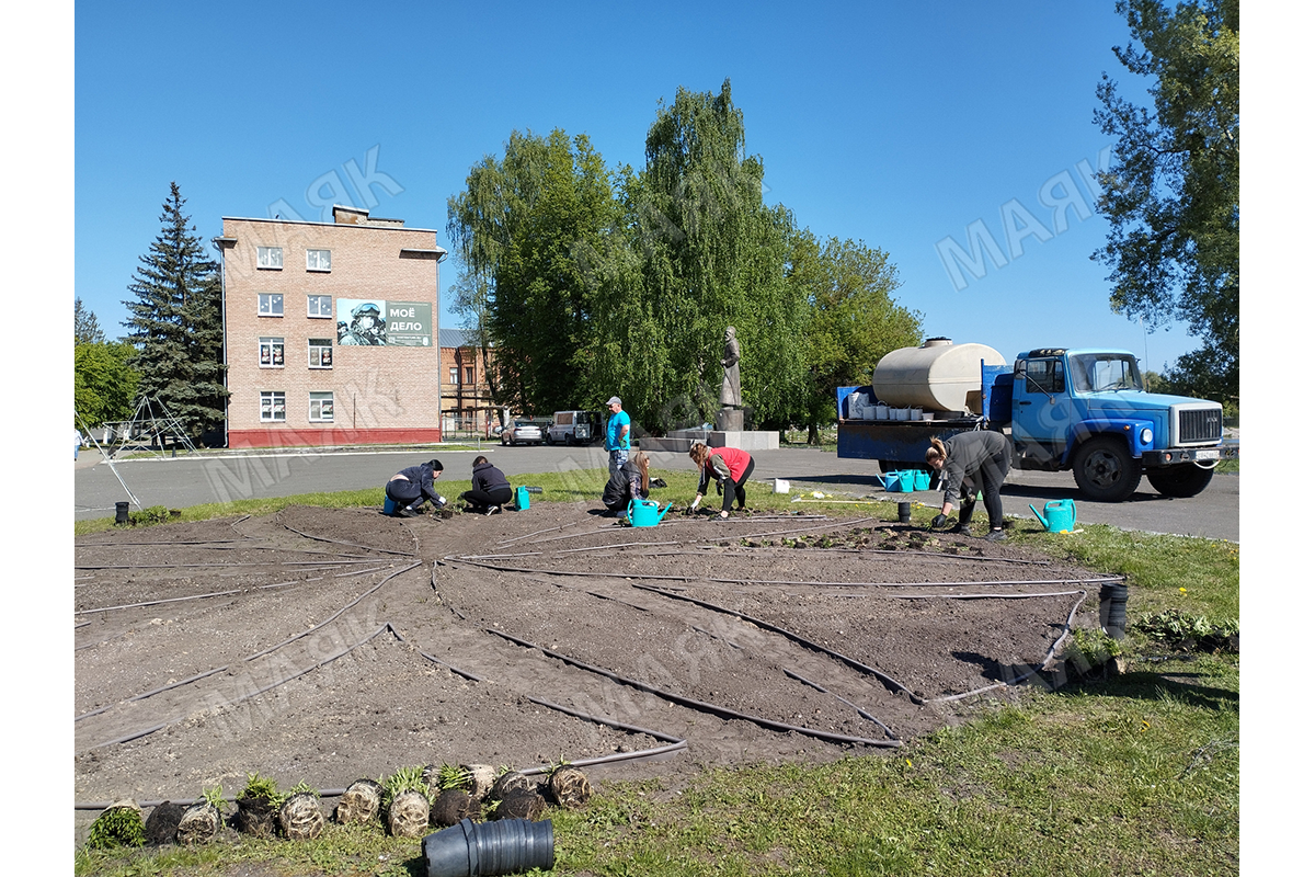 Спиреи и физостегия распустятся в Новозыбковском округе
