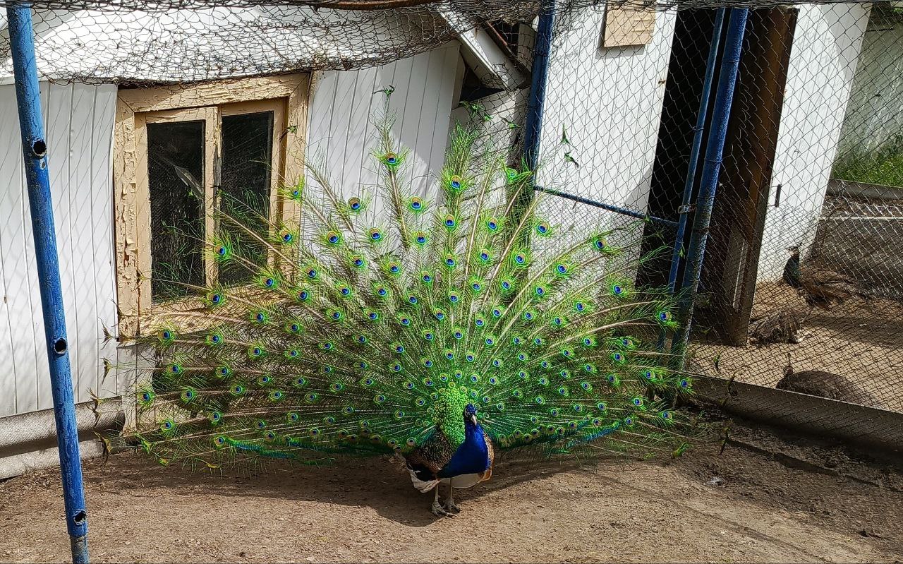 Пестрый павлин и компания вновь радуют новозыбковцев