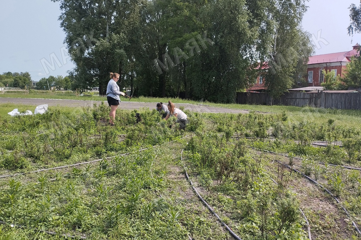 Клумбы Новозыбкова прихорашиваются