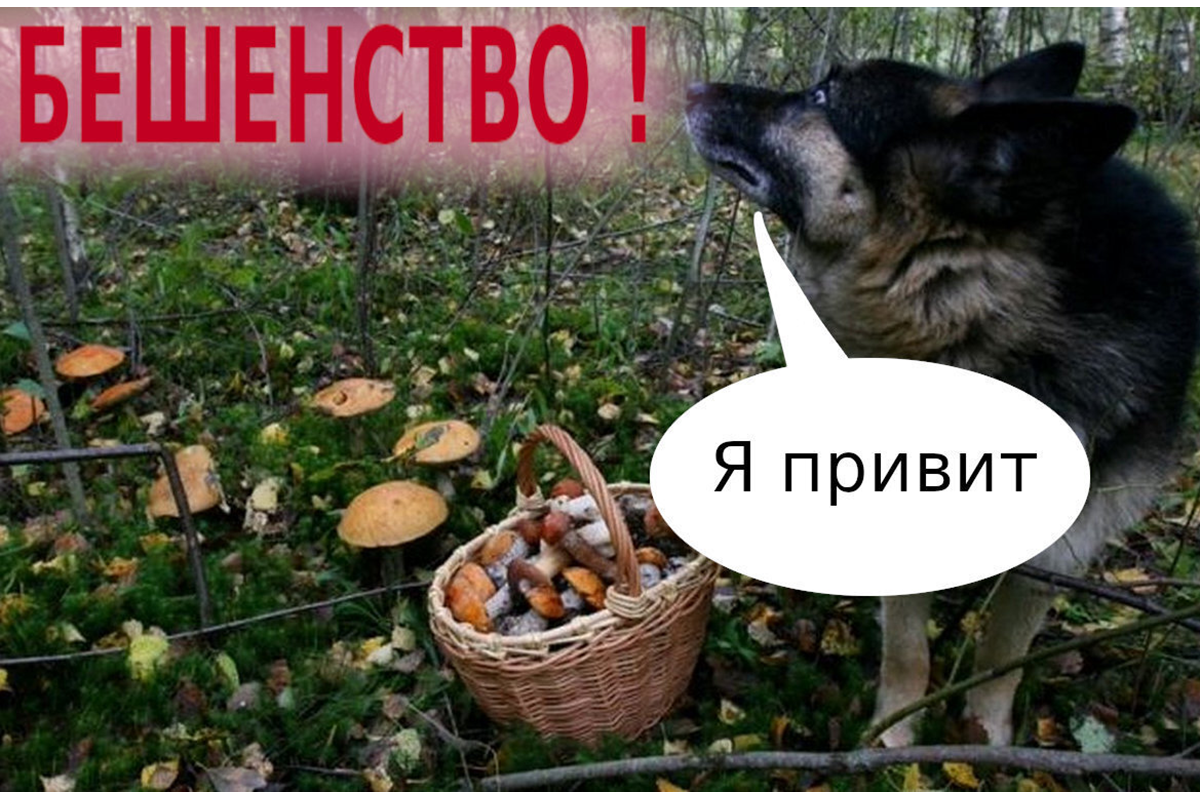 Новозыбковская райветстанция напоминает жителям округа о необходимости прививать от бешенства домашних животных