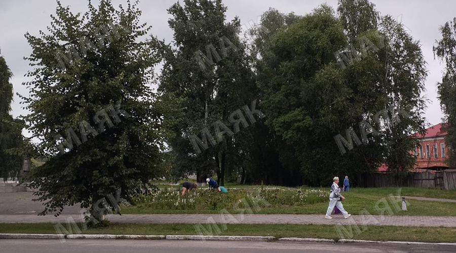 Клумбы Новозыбкова прореживают