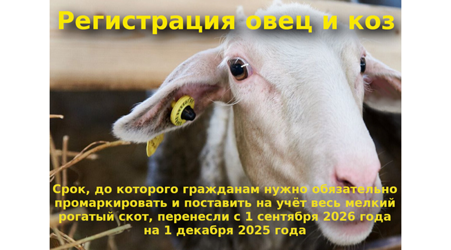 Новозыбковцам напомнили о необходимости маркировки мелкого рогатого скота
