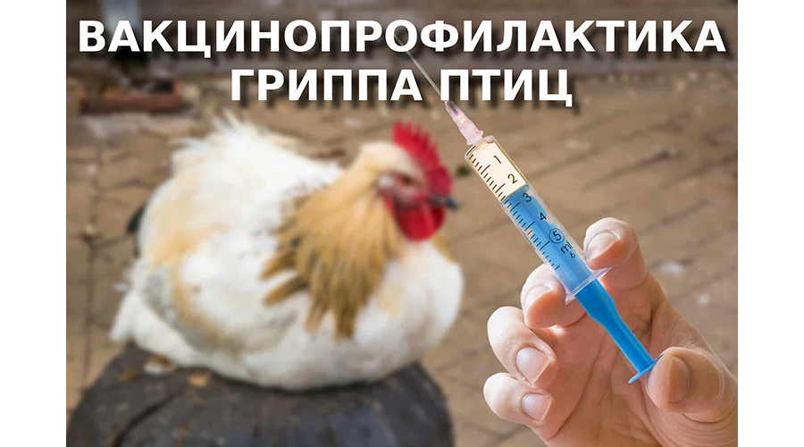 Новозыбковские ветеринары приглашают на прививки
