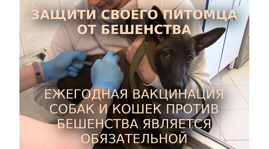 Новозыбковские ветеринары напомнили о необходимости вакцинации от бешенства домашних животных