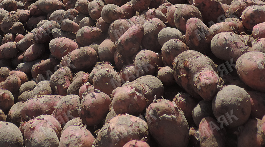 Новозыбковские аграрии завершают уборку картофеля