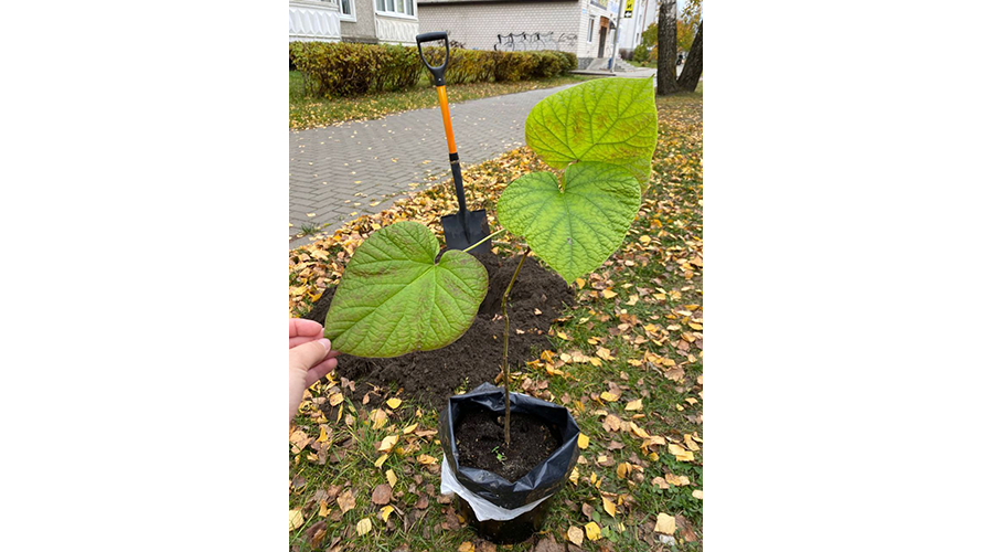 Китайская красавица украсит улицы Новозыбкова