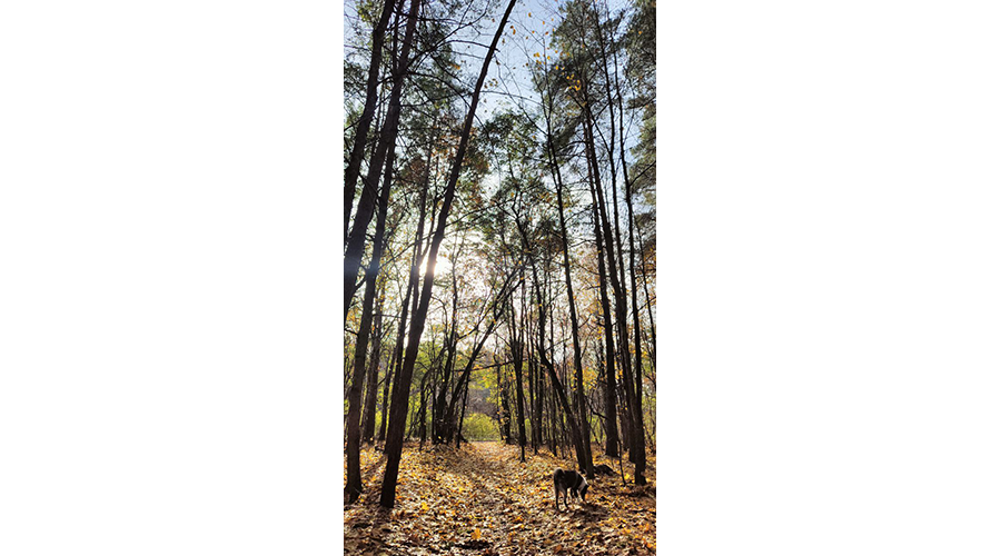 Новозыбковцы продолжают делиться красотами родной земли