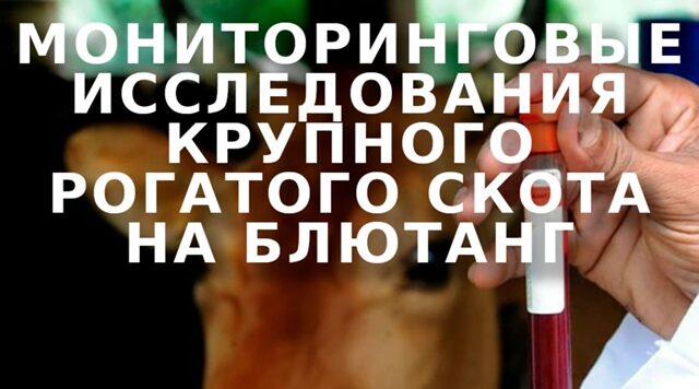 Блютанг у крупного и мелкого рогатого скота в Новозыбковском городском округе не выявлен