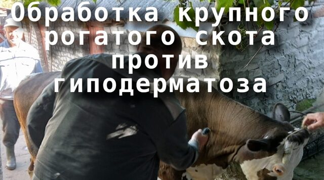 145 голов КРС на частных новозыбковских подворьях обработаны от подкожного овода