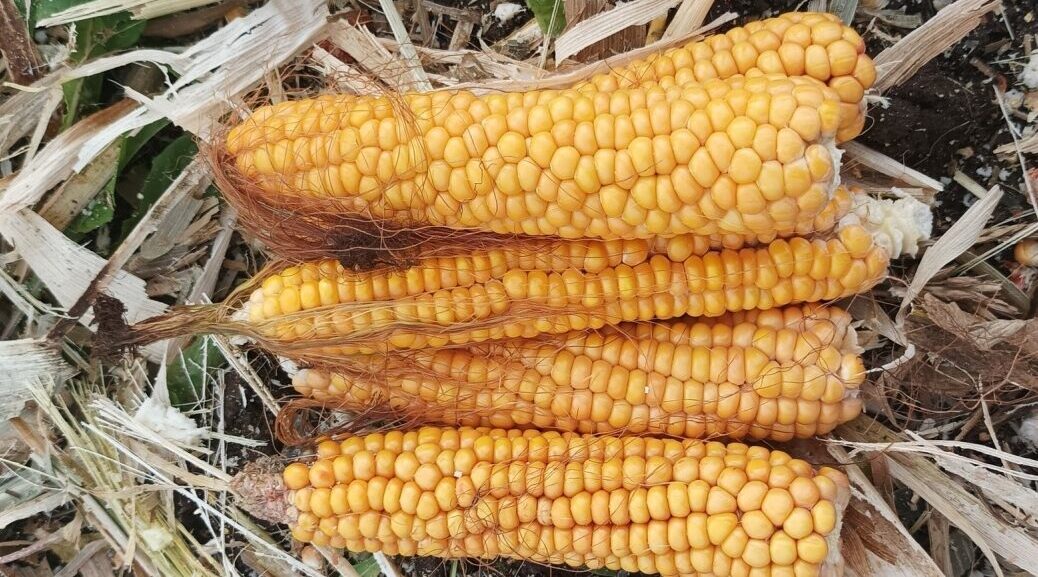 В Новозыбковском городском округе убирают кукурузу