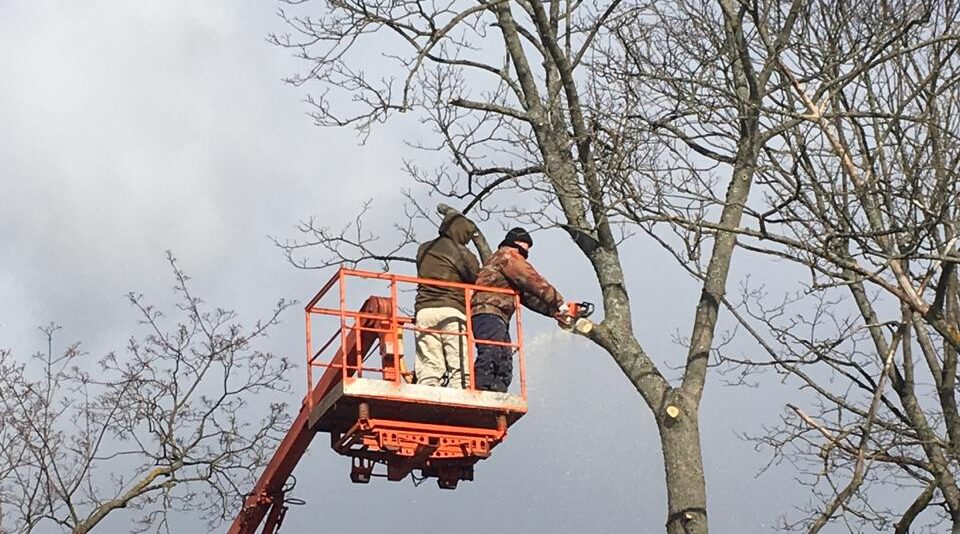 На территории Новозыбковского городского округа продолжат убирать аварийные деревья