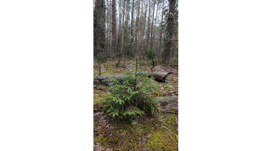 В преддверии Нового года возникает вопрос: искусственную ель наряжать дома или живую?
