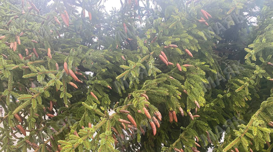 В лесах Новозыбкова ловят любителей «бесплатных» ёлок