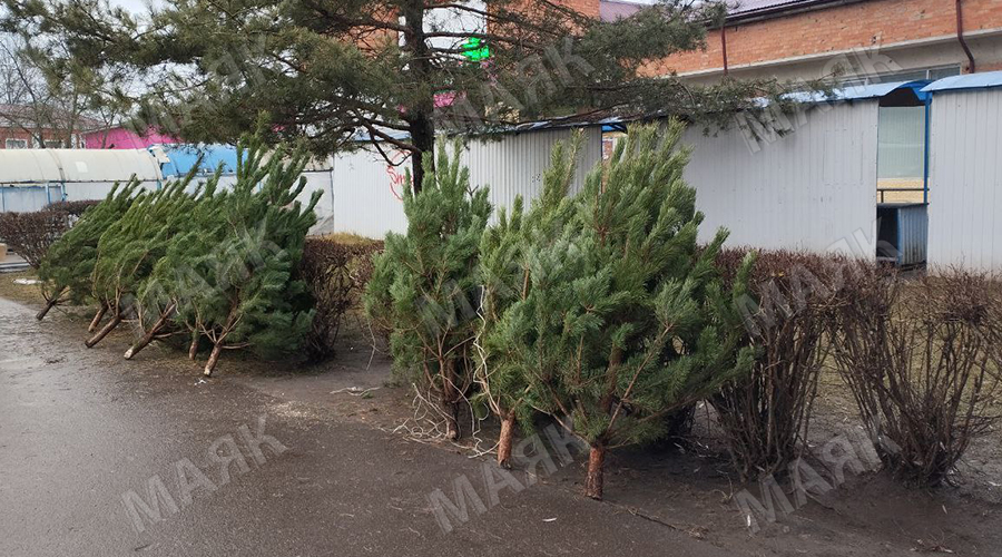 Елочные базары заработали в Новозыбкове