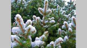 На территории Брянской области усилена охрана елей и деревьев других хвойных пород для новогодних праздников