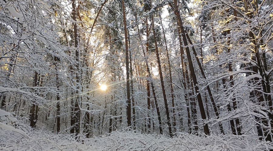 Новозыбковцы делятся красотами зимнего леса