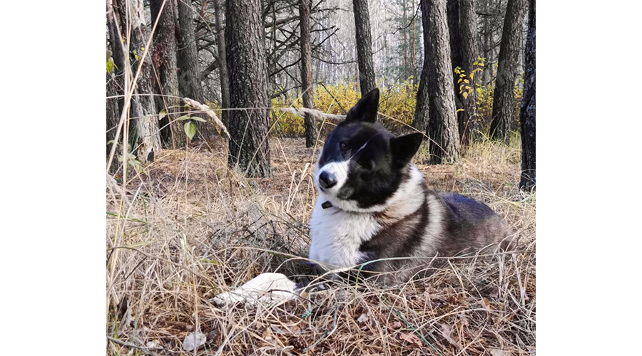 В Новозыбкове определили места для выгула животных