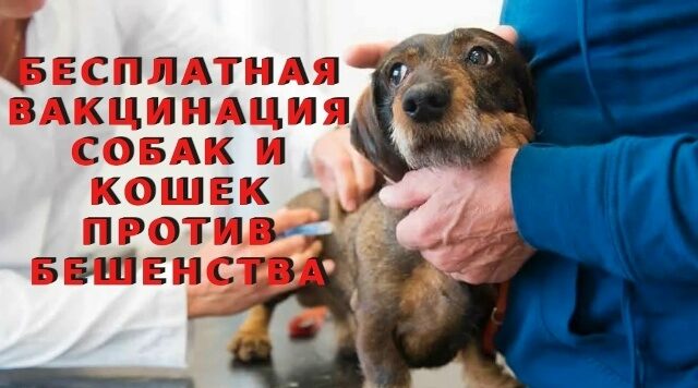 Новозыбковским заводчикам собак и кошек рекомендуют привить своих питомцев от бешенства