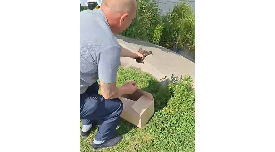 Чуткие сердца: работники новозыбковского водоканала спасли утенка от неминуемой гибели