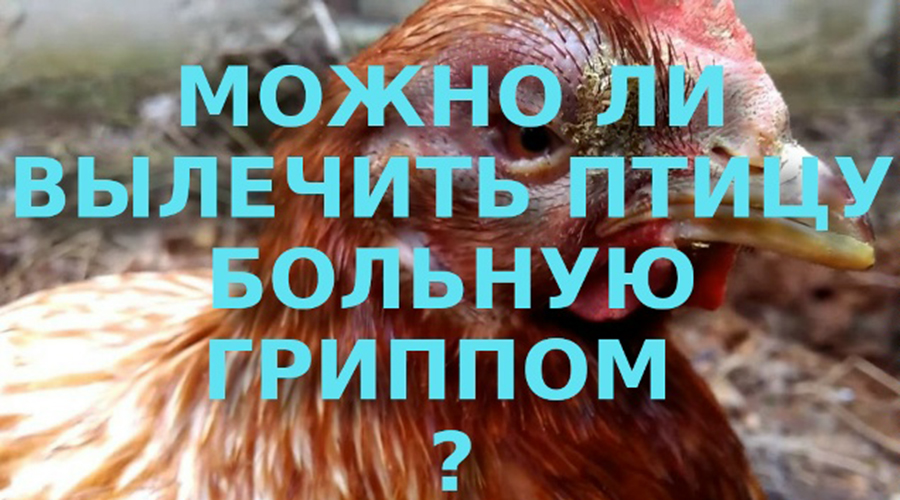 Новозыбковские ветеринары рекомендуют не лечить самостоятельно домашних птиц от гриппа