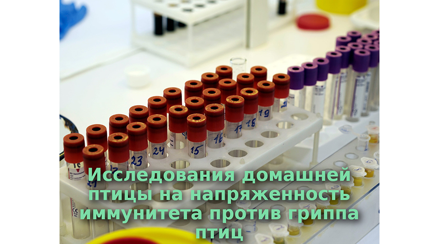 Новозыбковские ветеринары напоминают о плановых прививках птице